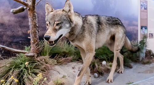 naturkundemuseum-wolf