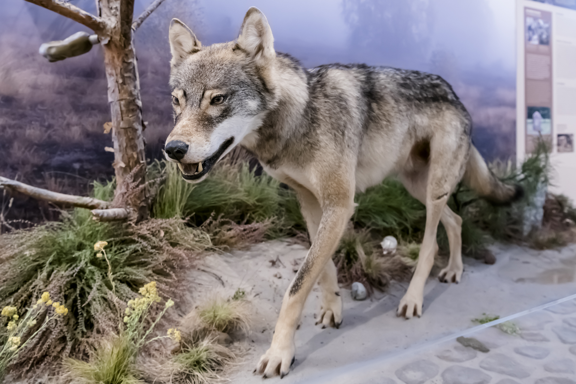 naturkundemuseum-wolf